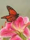 Amit Singh